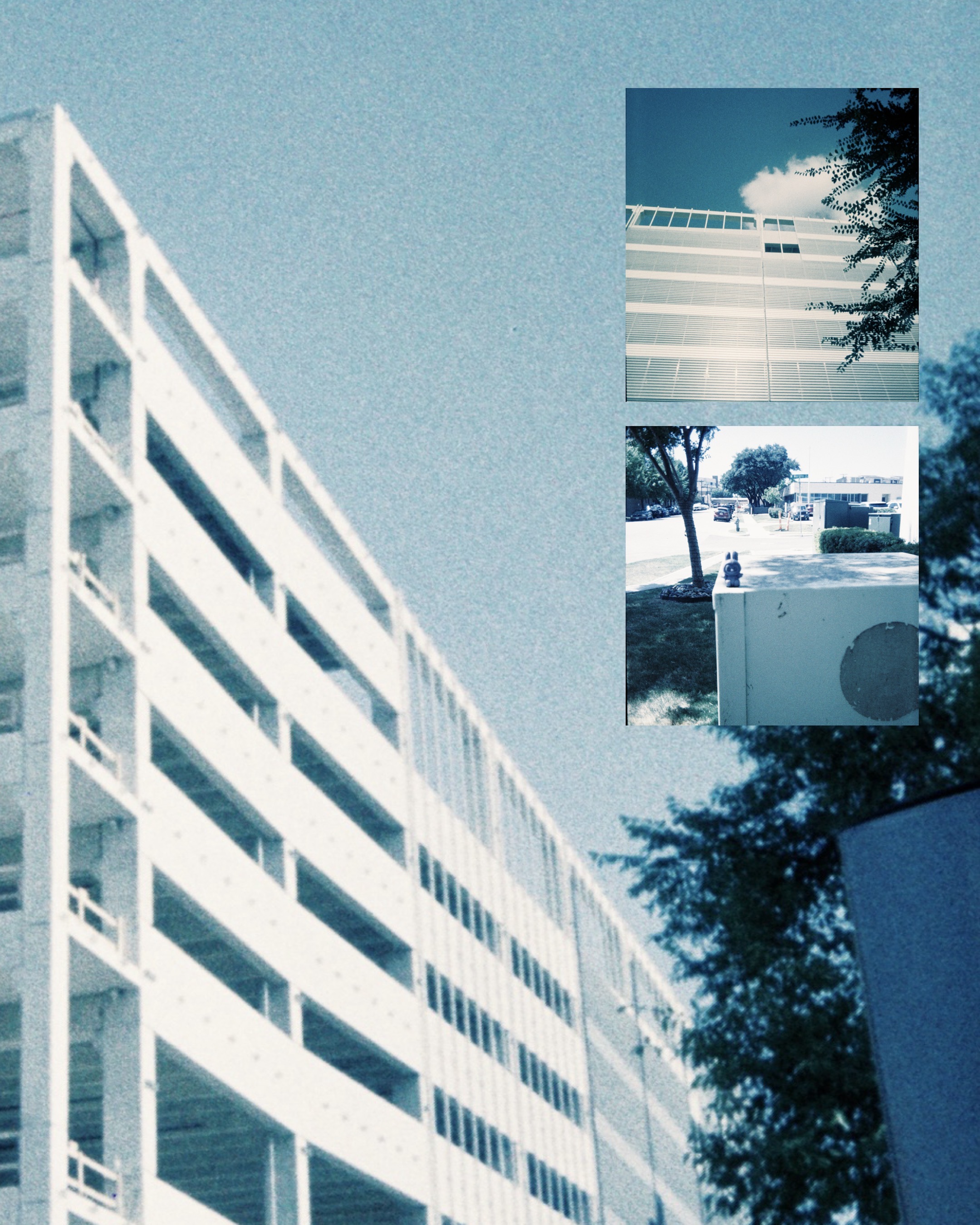 A field of wildflowers at sunset.